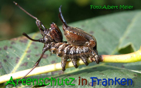 Copyright AiS Albert Meier Bild zum Eintrag (65192-160)