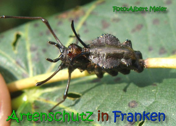 Copyright AiS Albert Meier Bild zum Eintrag (65193-160)