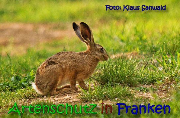Copyright AiS Klaus Sanwald Bild zum Eintrag (65212-160)