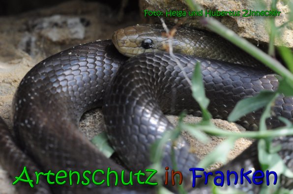 Copyright AiS Helga und Hubertus Zinnecker Bild zum Eintrag (65231-160)