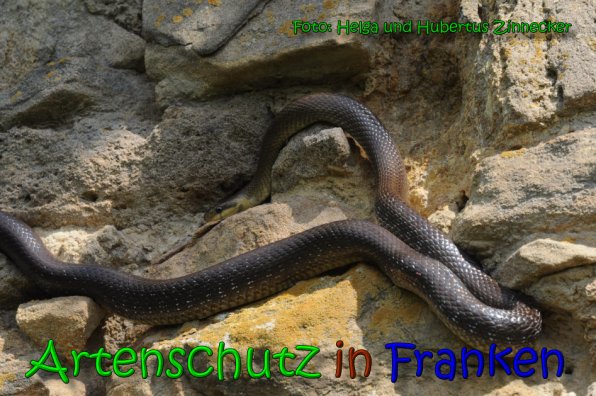 Copyright AiS Helga und Hubertus Zinnecker Bild zum Eintrag (65232-160)