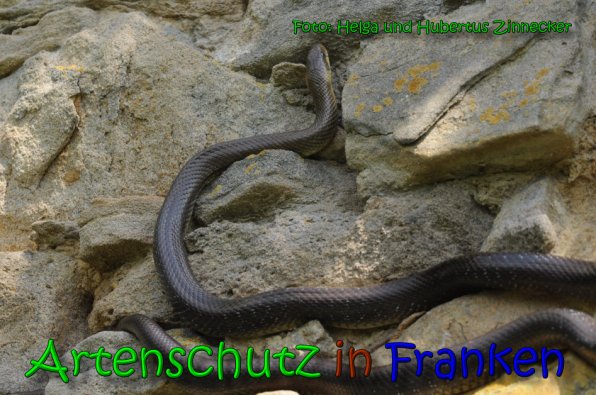 Copyright AiS Helga und Hubertus Zinnecker Bild zum Eintrag (65233-160)
