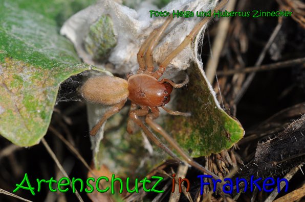 Copyright AiS Helga und Hubertus Zinnecker Bild zum Eintrag (65236-160)