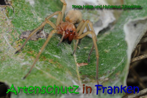 Copyright AiS Helga und Hubertus Zinnecker Bild zum Eintrag (65237-160)