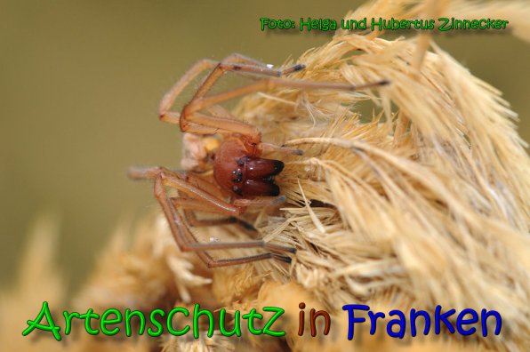 Copyright AiS Helga und Hubertus Zinnecker Bild zum Eintrag (65239-160)