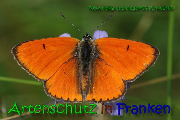 Copyright AiS Helga und Hubertus Zinnecker Bild zum Eintrag (65246-160)