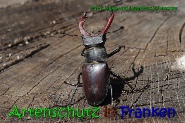 Copyright AiS Helga und Hubertus Zinnecker Bild zum Eintrag (65248-160)