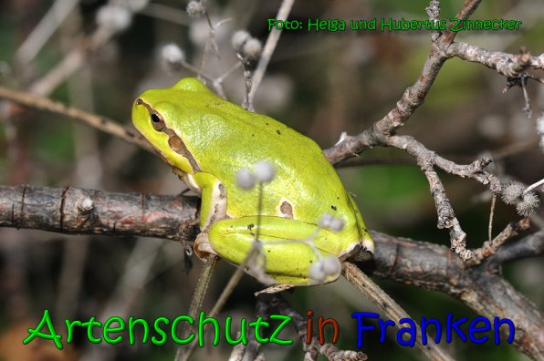 Copyright AiS Helga und Hubertus Zinnecker Bild zum Eintrag (65250-160)
