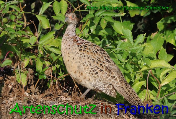 Copyright AiS Helga und Hubertus Zinnecker Bild zum Eintrag (65259-160)