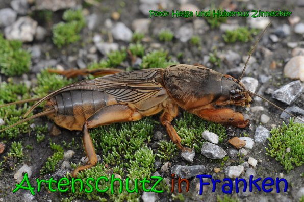 Copyright AiS Helga und Hubertus Zinnecker Bild zum Eintrag (65273-160)