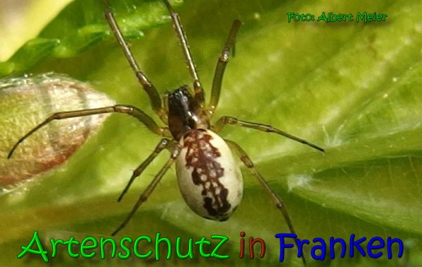 Copyright AiS Albert Meier Bild zum Eintrag (65291-160)
