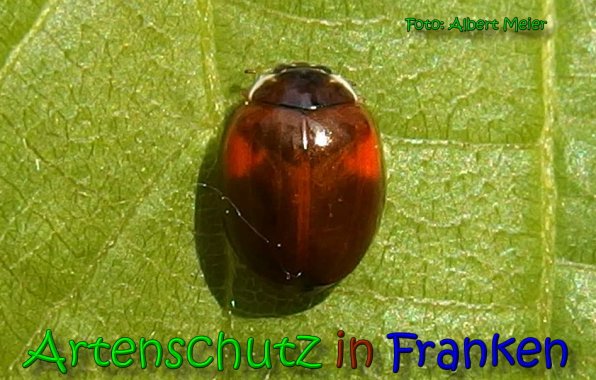 Copyright AiS Albert Meier Bild zum Eintrag (65319-160)