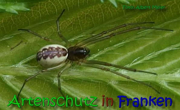 Copyright AiS Albert Meier Bild zum Eintrag (65326-160)