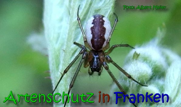Copyright AiS Albert Meier Bild zum Eintrag (65327-160)