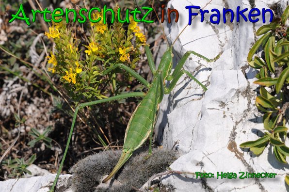 Copyright AiS Helga Zinnecker Bild zum Eintrag (65340-160)