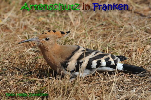 Copyright AiS Helga Zinnecker Bild zum Eintrag (65367-160)