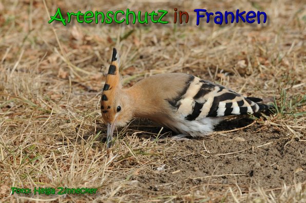 Copyright AiS Helga Zinnecker Bild zum Eintrag (65368-160)
