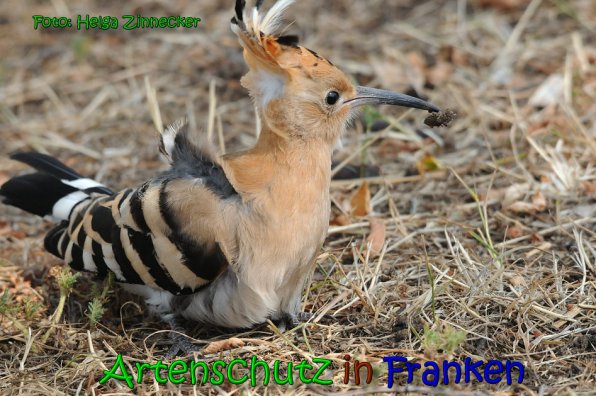 Copyright AiS Helga Zinnecker Bild zum Eintrag (65369-160)