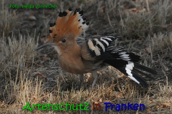 Copyright AiS Helga Zinnecker Bild zum Eintrag (65375-160)
