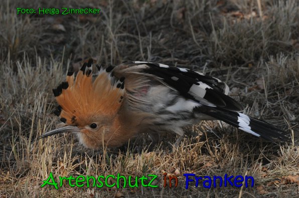 Copyright AiS Helga Zinnecker Bild zum Eintrag (65377-160)