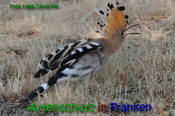 Copyright AiS Helga Zinnecker Bild zum Eintrag (65378-160)