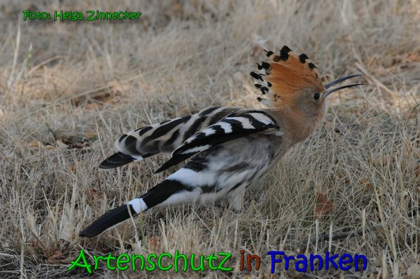 Copyright AiS Helga Zinnecker Bild zum Eintrag (65379-160)