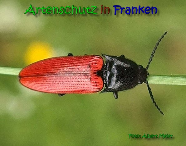 Copyright AiS Albert Meier Bild zum Eintrag (65383-160)