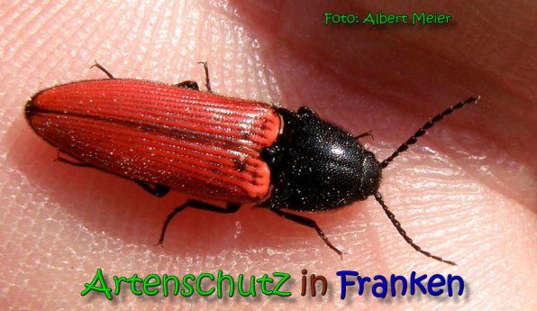 Copyright AiS Albert Meier Bild zum Eintrag (65384-160)