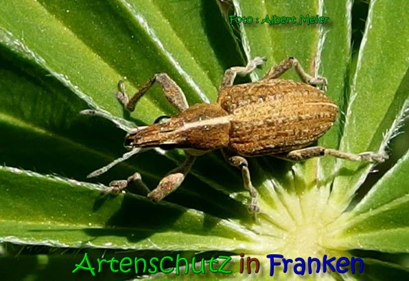 Copyright AiS Albert Meier Bild zum Eintrag (65395-160)