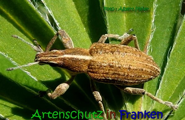 Copyright AiS Albert Meier Bild zum Eintrag (65396-160)