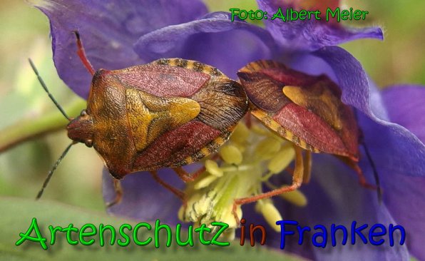 Copyright AiS Albert Meier Bild zum Eintrag (65451-160)