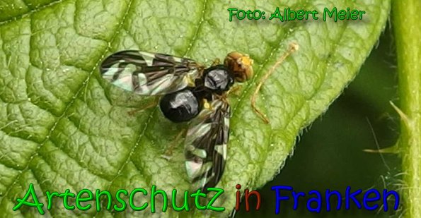 Copyright AiS Albert Meier Bild zum Eintrag (65455-160)