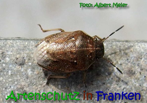 Bild zum Eintrag (65458-160)