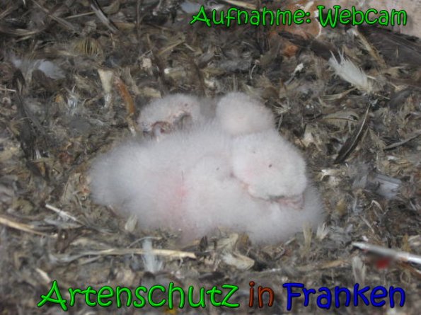 Copyright AiS - Webcam Bild zum Eintrag (65473-160)