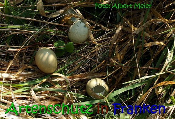 Copyright AiS Albert Meier Bild zum Eintrag (65482-160)