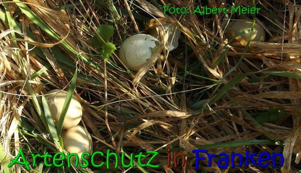 Copyright AiS Albert Meier Bild zum Eintrag (65483-160)
