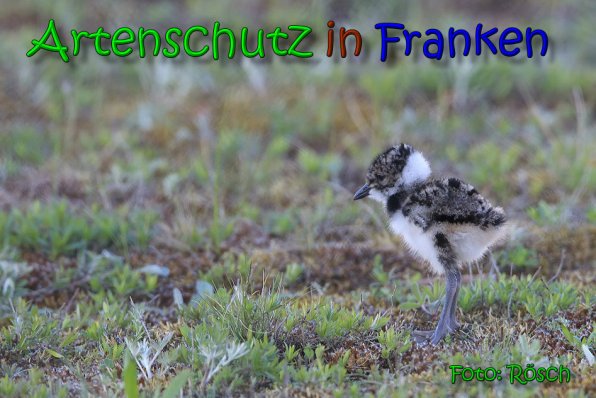 Copyright AiS Ulrich Rösch Bild zum Eintrag (65485-160)