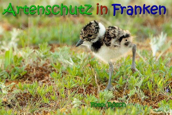 Copyright AiS Ulrich Rösch Bild zum Eintrag (65486-160)