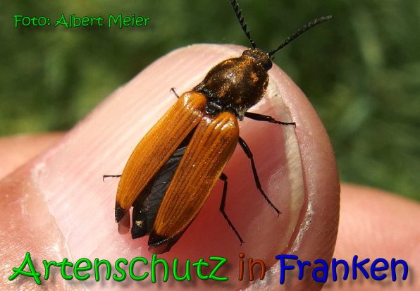 Copyright AiS Albert Meier Bild zum Eintrag (65494-160)