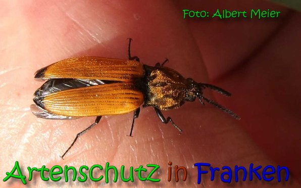 Copyright AiS Albert Meier Bild zum Eintrag (65496-160)