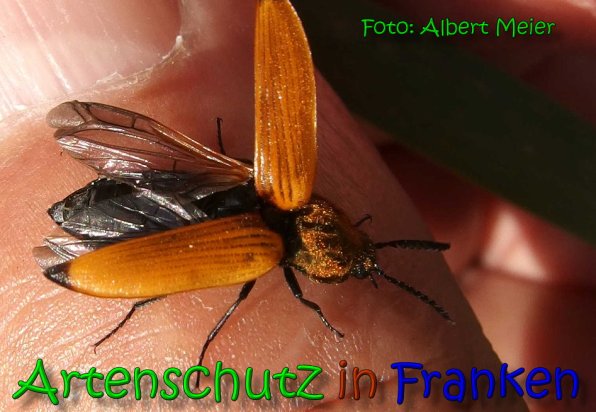 Copyright AiS Albert Meier Bild zum Eintrag (65498-160)