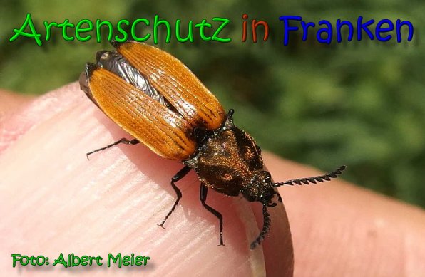 Copyright AiS Albert Meier Bild zum Eintrag (65499-160)