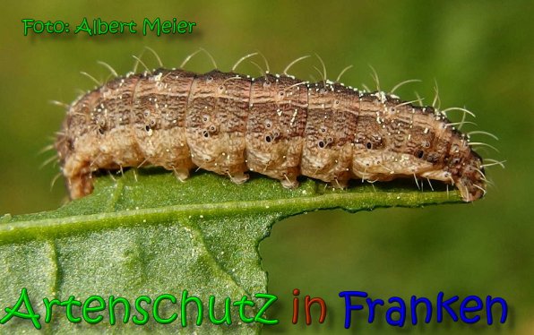 Bild zum Eintrag (65507-160)