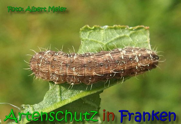 Bild zum Eintrag (65508-160)