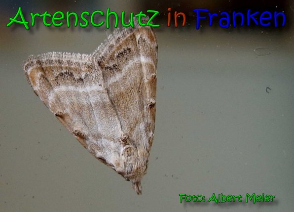 Copyright AiS Albert Meier Bild zum Eintrag (65512-160)