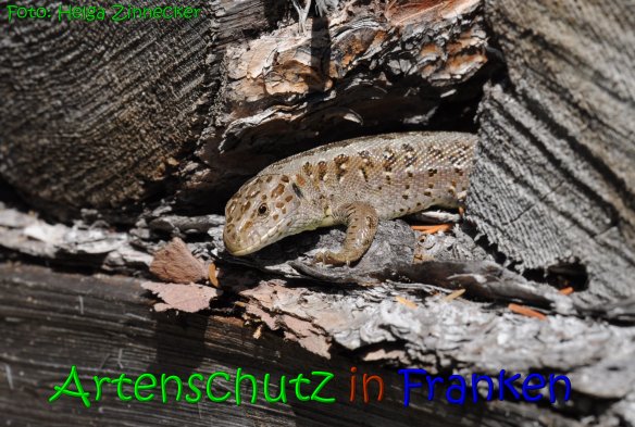 Copyright AiS Helga Zinnecker Bild zum Eintrag (65591-160)
