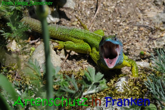 Copyright AiS Helga Zinnecker Bild zum Eintrag (65593-160)