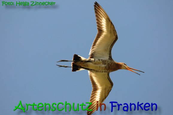 Copyright AiS Helga Zinnecker Bild zum Eintrag (65594-160)