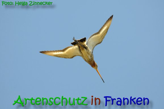 Copyright AiS Helga Zinnecker Bild zum Eintrag (65595-160)