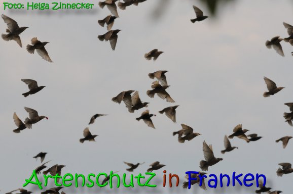 Copyright AiS Helga Zinnecker Bild zum Eintrag (65597-160)